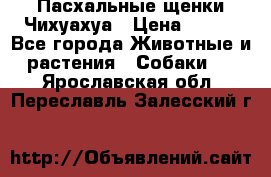Пасхальные щенки Чихуахуа › Цена ­ 400 - Все города Животные и растения » Собаки   . Ярославская обл.,Переславль-Залесский г.